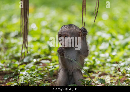 Eine stehende baby Meerkatze (Cercopithecus aethiops) Stockfoto