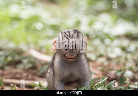 Baby Meerkatze (Cercopithecus aethiops) Stockfoto