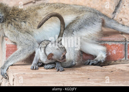 Baby Meerkatze (Cercopithecus aethiops) Stockfoto