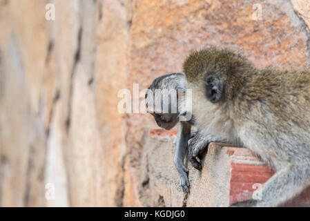 Baby Meerkatze (Cercopithecus aethiops) Stockfoto