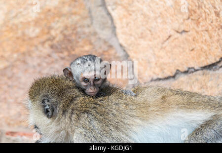 Ein Baby Meerkatze (Cercopithecus aethiops) auf ihrer Mütter zurück Stockfoto