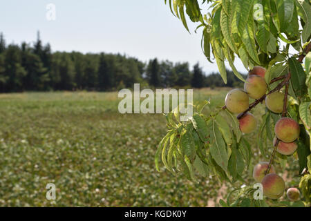 Bündel von Pfirsichen hängen von einer Niederlassung auf einem Pfirsich-Baum mit einem Wald im Hintergrund, Bild aus dem Norden Griechenlands. Stockfoto