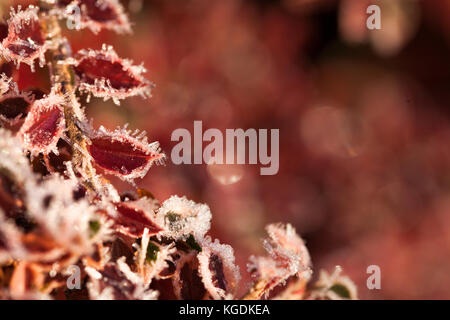 Bunte Blätter fallen mit Frost. ersten Frost, Herbst, Winter. Natürliche, vegetative Hintergrund, Gemüse Motiv. Rote Blätter im Herbst Stockfoto