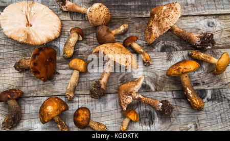 Sonnenschirm und Steinpilzen, essbare Wald Pilze an Holz- Tabelle, Ansicht von oben Stockfoto