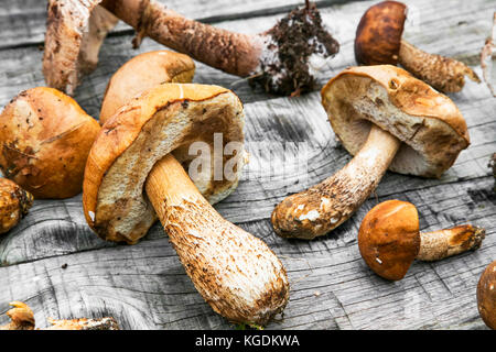 Steinpilzen frisch gepflückte Form der Wald auf Holztisch, essbare organische Pilze Stockfoto
