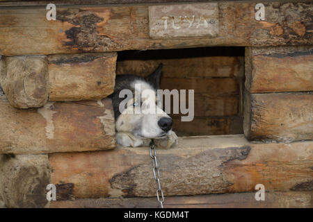 Sled Dog, Hundeschlitten, Hund, Park Besucher, Zwinger, Hundezwinger, Denali, Denali National Park, Alaska, USA Stockfoto