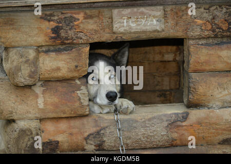 Sled Dog, Hundeschlitten, Hund, Park Besucher, Zwinger, Hundezwinger, Denali, Denali National Park, Alaska, USA Stockfoto