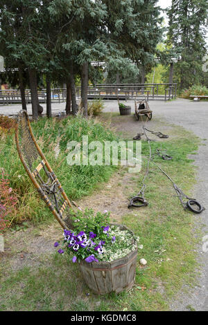 Sled Dog, Hundeschlitten, Hund, Park Besucher, Zwinger, Hundezwinger, Denali, Denali National Park, Alaska, USA Stockfoto