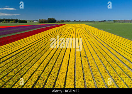 Bunte Tulpen Felder, edendale, Southland, Südinsel, Neuseeland - drone Antenne Stockfoto