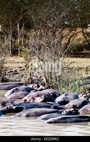 Familien der Nilpferd (hippopotamus Amphibischen) Rest in der St. Lucia Estuary in Südafrika. Stockfoto