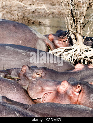 Familien der Nilpferd (hippopotamus Amphibischen) Rest in der St. Lucia Estuary in Südafrika. Stockfoto