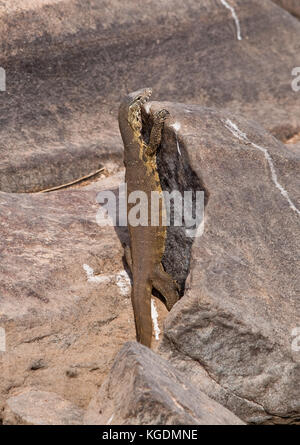 Ein Monitor Eidechse sonnt sich auf einem Felsen im Krüger National Park, Südafrika. Stockfoto