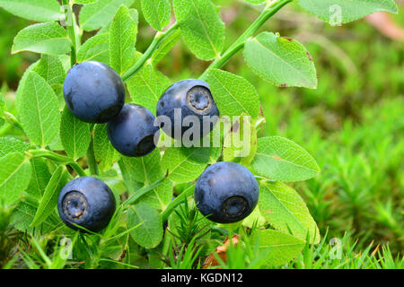 Reife, Frische wilde Heidelbeeren im natürlichen Lebensraum, Seitenansicht, in der Nähe Stockfoto