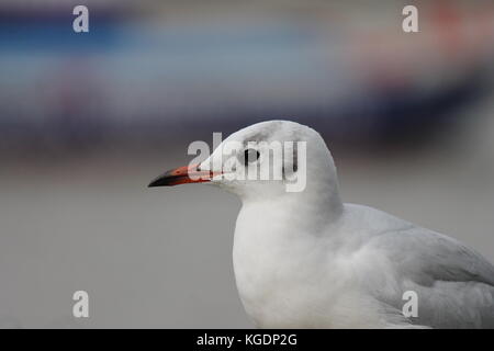 Seagull schwarz vorangegangen Möwe Vogel Hintergrund mit Kopie Raum Großbritannien England Großbritannien Stock, Foto, Photo, Bild, Bild, Stockfoto