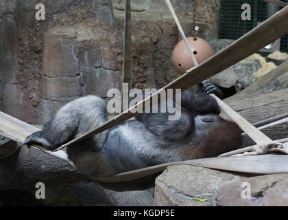Ein Gorilla im Zoo. Stockfoto