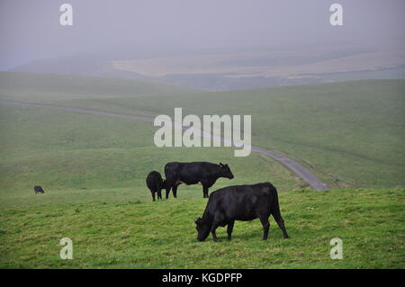 Schwarze Kühe auf der Weide Stockfoto