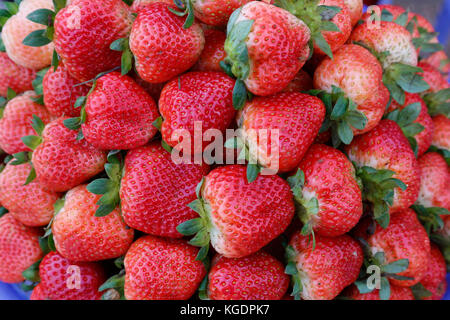 Rote Erdbeere Verkauf in Dalat Markt, Vietnam Stockfoto