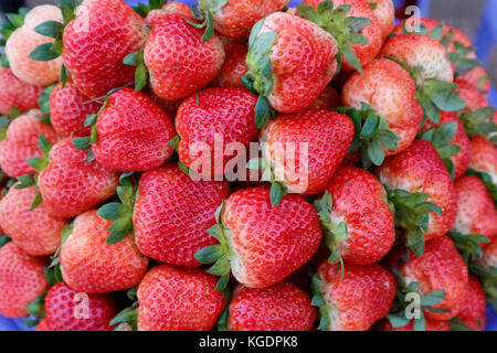 Rote Erdbeere Verkauf in Dalat Markt, Vietnam Stockfoto