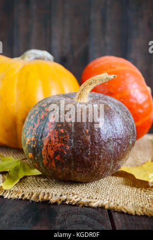 Mehrere bunte Kürbisse (gelb, orange, braun getupft) liegen auf einem dunklen Hintergrund. vertikale Ansicht. Herbst Gemüse. Stockfoto