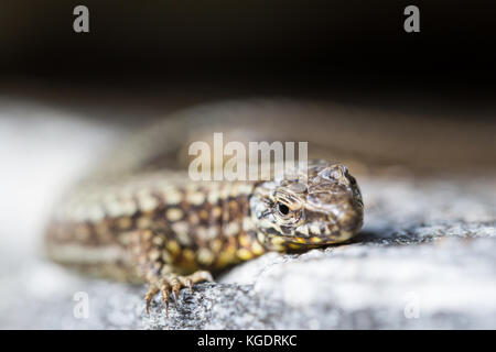 Vorderansicht natürliche europäische Wand Eidechse (Podarcis muralis) auf Granit Stockfoto