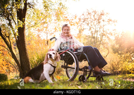 Eine ältere Frau im Rollstuhl mit Hund im Herbst Natur. Stockfoto