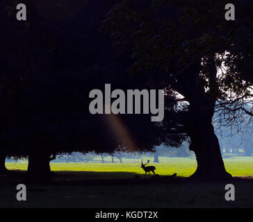 Damwild Cervus dama Silhouette Stockfoto