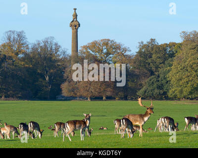 Damwild Cervus dama Herde im Herbst am Holkham Park Norfolk Stockfoto