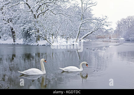 Two Swans on Pond in Winter, Streatham Common, London. Stockfoto