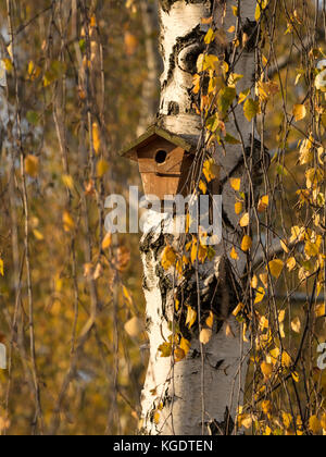 Nistkasten aufhängen an eine Birke mit gelben Blätter im Herbst Stockfoto