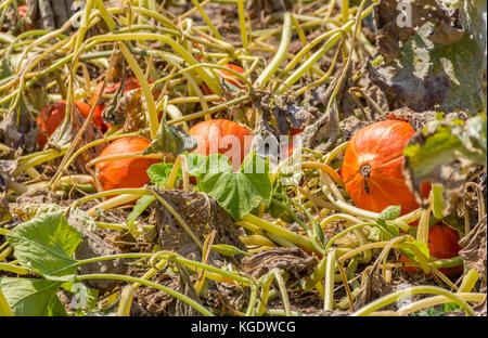 Feld Details, einschließlich viel reife rote kuri Kürbisse in sonnigem Ambiente Stockfoto