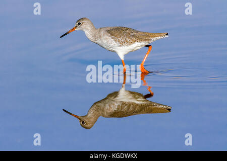 Gemeinsame Rotschenkel (Tringa totanus), waten in einen Teich mit Reflexion, in Israel im Oktober fotografiert. Stockfoto