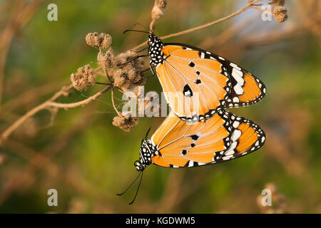 Plain Tiger (danaus chrysippus) aka afrikanischer monarch butterfly Schuß in Israel, Sommer August Stockfoto