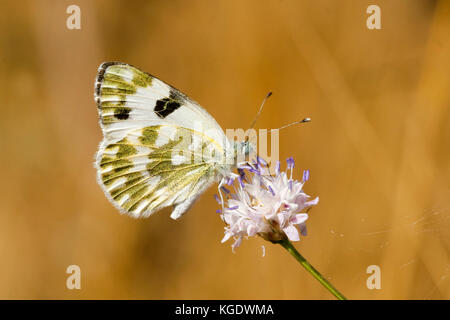 Badewanne weiß Pontia daplidice Schmetterling Schuß in Israel, Sommer Juni Stockfoto