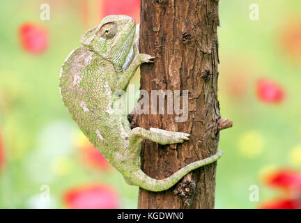 Gewöhnliches Chamäleon (Chamaeleo chamaeleon) klettert einen Baum. Die gemeinsame Chamäleon und seine Unterarten sind während viel von Nordafrika und dem middl gefunden Stockfoto