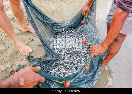 Schwarm von whitebait Fisch in einem Netz am Rande des Meeres am Strand gefangen. Nahaufnahme. Stockfoto