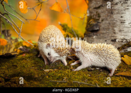 Kleine afrikanische Pygmy hedgehogs Stockfoto