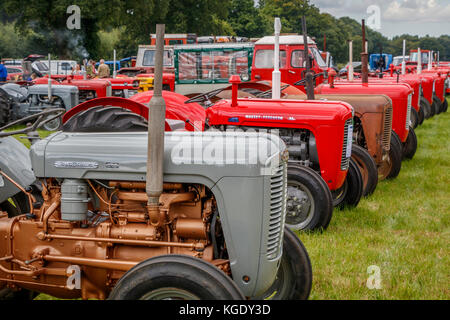 Reihe der 1950er und 60er Jahre Massey-Ferguson Traktoren auf der 2017 Norfolk starten Griff Club zeigen, UK. Stockfoto