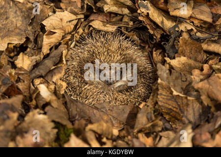 Igel im Herbst Blätter, aus dem Inneren eines Wildtierversteins genommen, um die Gesundheit und die Population dieses Lieblings-, aber rückläufigen Säugetieres zu überwachen Stockfoto