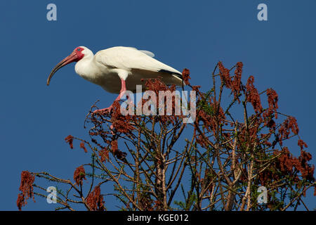 White ibis in einem Baum oben stehend Stockfoto