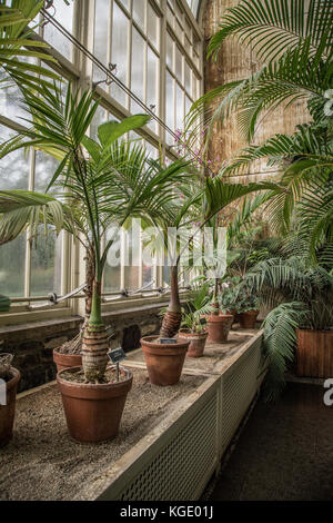 Die Nationalen Botanischen Gärten, Dublin, Irland. Stockfoto