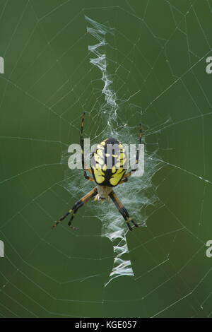 Ein goldenes Orb weaver Spider sitzt auf seiner Web in Durham, NH. Stockfoto