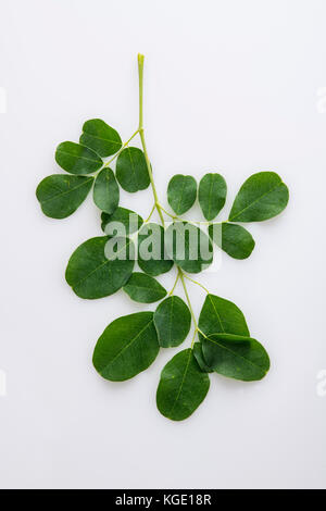 Frische organische moringa Blätter auf weißem Hintergrund Stockfoto