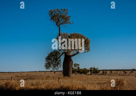 Adansonia gregorii, allgemein bekannt als der Boab, ein Baum aus der Familie der Malvaceae. Stockfoto