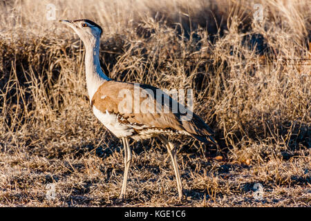 Australische bustard (Ardeotis australis) im typischen Lebensraum Stockfoto