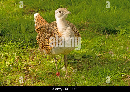 Großtrappe otis Tara, Europa, Captive, Stockfoto