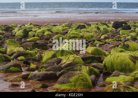 Felsen mit Algen auf einem Schottischen Strand bei Opinan abgedeckt Stockfoto