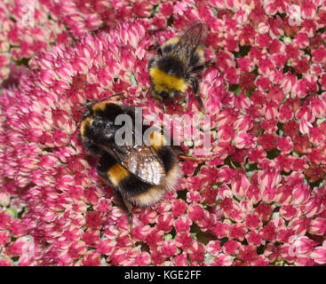 Ein Arbeiter und ein queen Fan-tailed Hummel (Bombus terrestris) auf einem Sedum spectable Blütenkopf. Die Königin ist der größere Biene und der Größenunterschied Stockfoto