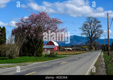 Farm Road im Frühjahr - die Skagit Valley westlich des Gebirges ist Farm Land. Im Frühjahr, Apfel- und andere Obstbäume blühen rosa und weiß. Stockfoto