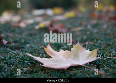 Gefallenen braun und gelb, sycamore Blatt im Vordergrund auf grüne Hecke. Morgen pseudoplatanus Blatt Stockfoto
