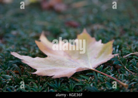 Gefallenen braun und gelb, sycamore Blatt im Vordergrund auf grüne Hecke. Morgen pseudoplatanus Blatt Stockfoto